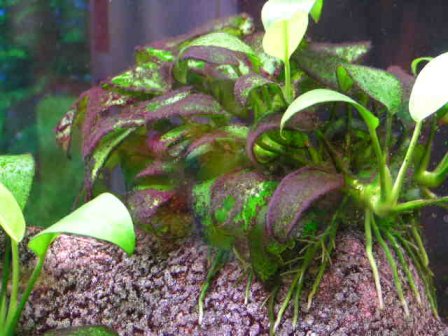 The Lion's Family : les algues dans l'aquarium